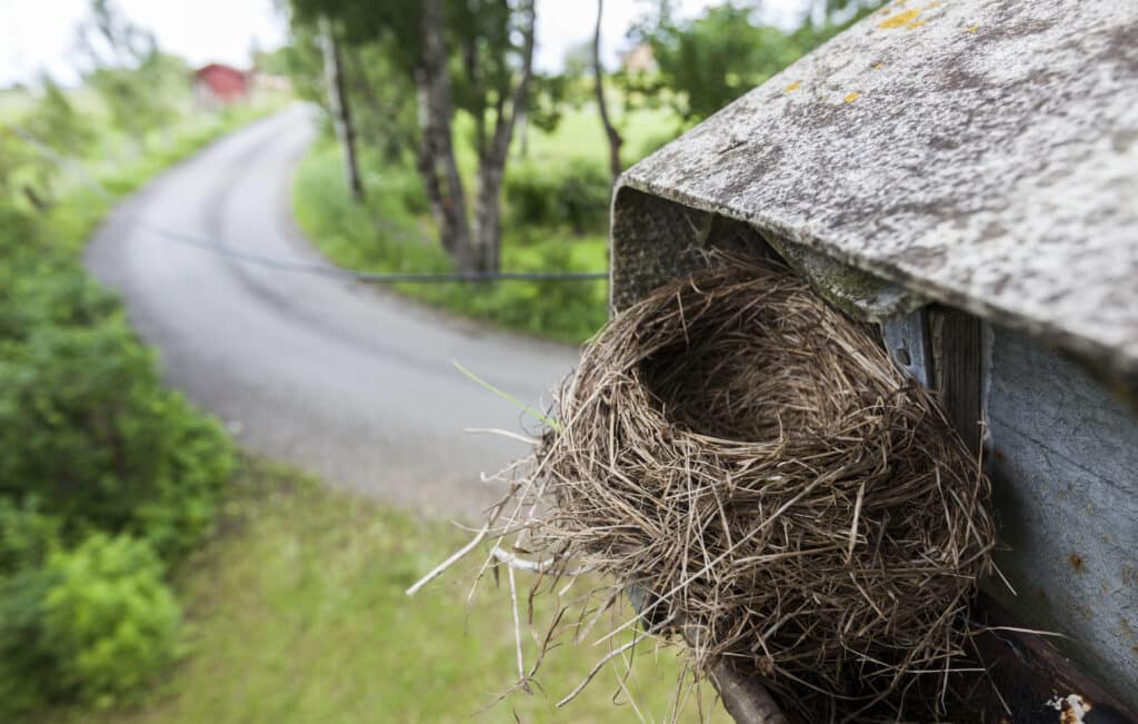 Bird Removal Avon Ohio