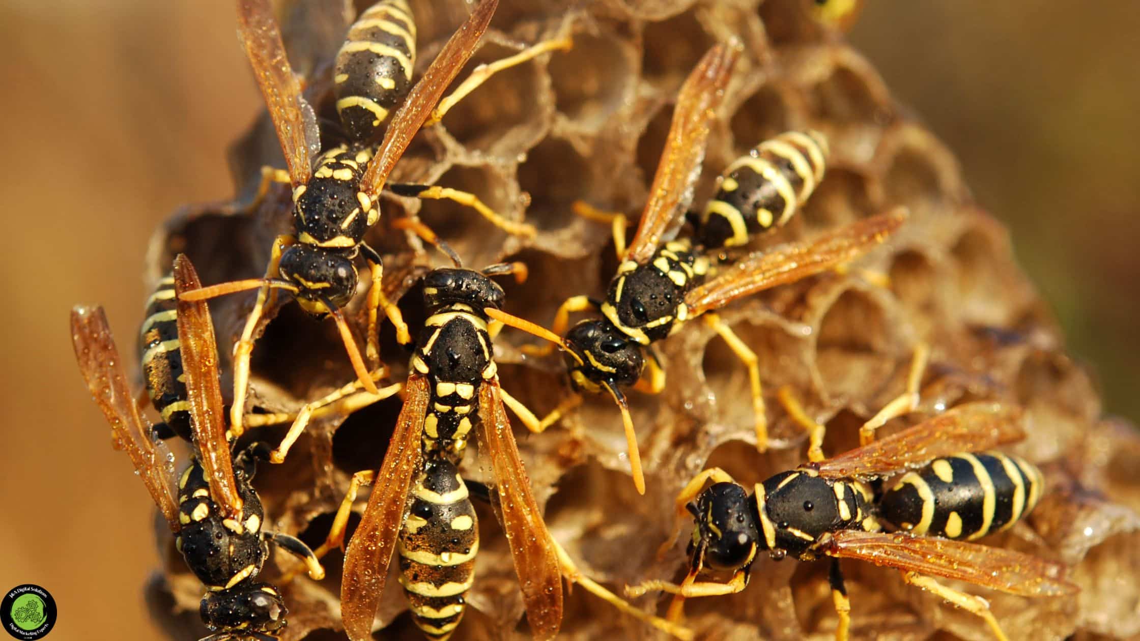 Bee & Hornet Nest Removal